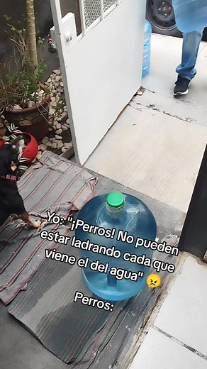 #fyp #humor #perros #chihuahua #nonosimporta 🐕@Alma Delia Rodrig467