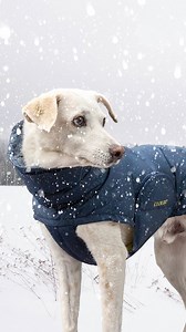 3.9K views · 11 reactions | The much-loved Dog Coat Alaska is back... with a new addition, the Alaska PRO! But how to choose? Don’t worry, we’ve got you.  Alaska – Your everyday winter coat ❄️ Alaska PRO – Built for snow and the elements In short: For daily strolls, Alaska is ideal BUT for the true adventurer, go PRO! ❄️ #CLOUD7 #dog #doglovers #alaska #dogstagram #winterjacke #wintercoat #cloud7berlin | Cloud7 | Facebook