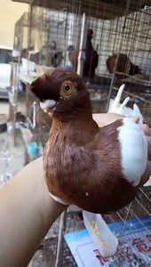 13K views · 755 reactions | Chinese nasal tuft pigeon <3 | Pigeon | Facebook