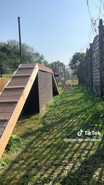 he tried 💅🏻 #dog #puppy #dogsoftiktok #cockapoosoftiktoks #cockapoooftiktok #nigelthecockapoo #cockapoo #puppylove #fyp #foryoupage