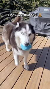 69K views · 569 reactions | The puppiest husky. 笠凉 . . . . . . . . . . #thehuskyarcher #skylerssiberians #huskypuppy #puppiesofinstagram #husky #huskiesofinstagram #agoutihusky #siberianderpskies #puppylove #puppyoftheday #pnwdogs #dogsofseattle #puppiesofseattle #snowdog #snowpuppy #huskylove #huskyphotography #siberianhusky #wolfprincessleia #puppies #puppygram #woof #pnwonderdogs #dogstagram #dogsofinstagram #bestwoof #seattledogs #agouti | Siberian Derpskies | Facebook