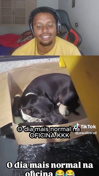 Funny Dog Videos That Will Make You Smile