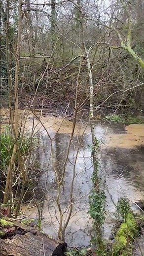 Sandboils of Bishop's Waltham - One of the Springheads of the River Hamble