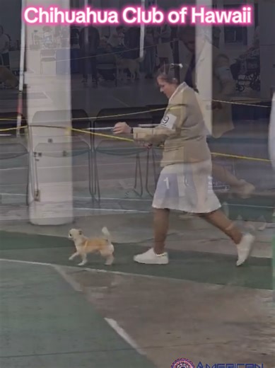 Chihuahua Club of Hawaii 3.1.26 #Adf #akc #chihuahua #longcoatchihuahua #smoothcoatchihuahua