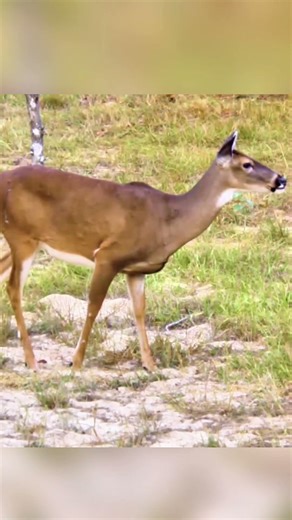Crossbow Hunt Success – Big Buck Falls Fast #viral #deer #harehunting#urbandeer #hunters #shortvideo
