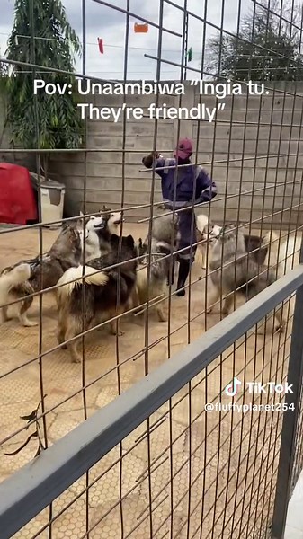 Meet the Alaskan Malamute Family Available for Sale