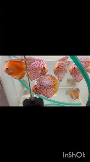 Red Map Discus & Red Melon Discus | Gold Aqua Farm | 88918 25624