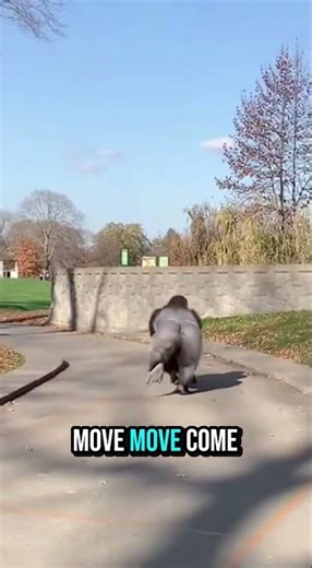 UNSTOPPABLE FORCE: Silverback Gorilla Breach Captured on Camera (Physics of a Primate)