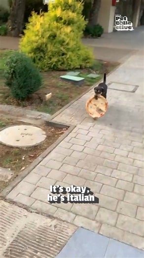 11M views · 57K reactions | "What? Ya neva seen a dog walkin' around with a whole pie before?!" 藍奈 (Via - Francisca R.) #Dog #pizza #Doglife #FunnyDog #DogMemes | The Pet Collective | Facebook