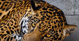 Zlínská zoo otevřela největší výběh pro šelmy v Evropě