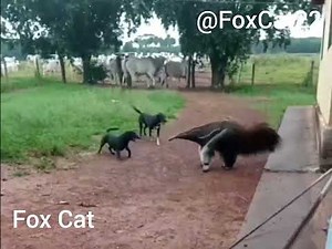 Anteater vs Dogs