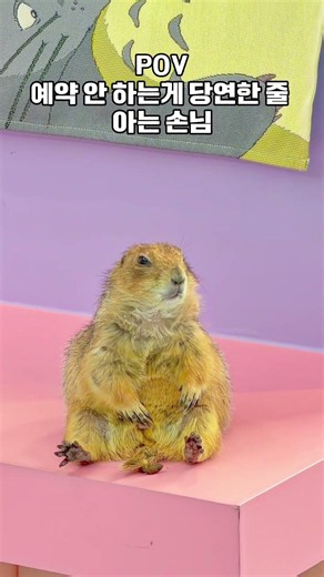 맨날 그냥 와서는 머리 잘라달라는 손님 똥은 대체 왜 흘리고 가세요 #프레리독 #prairiedog