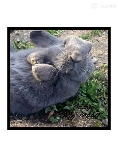 Loki the mini lop rabbit R.I.P💕