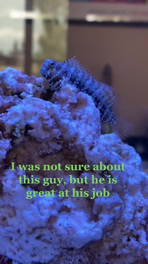 I nearly rejected him - I only wanted ‘pretty fish’! Glad I got over that quickly .. He is a quite a #character 🐠 #blenny #algaeeater #reeftank #coral #uglyfish #chameleon #saltwater #reefer #jobwelldone #newhobby #whoknew
