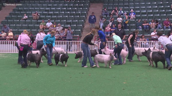 Swine show kicks off at Georgia National Fairgrounds in Perry
