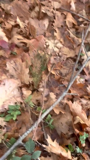 37K views · 916 reactions | @super fans Toujours des cèpes en cette fin novembre dans les hautes Pyrénées ‍  https://www.tiktok.com/@deuz.de.lesponne?_r=1&_t=ZN-91j6ymgl2zW | Cueillette des champignons | Facebook