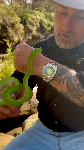 From the canopy to the wrist — elegance meets precision. In his latest review, Ray from Southern Highlands Snake Catchers explores the Green Tree Python Watch — a limited-edition design inspired by one of Australia’s most vibrant and captivating reptiles. With its vivid green dial, polished steel case, and remarkable craftsmanship, this watch captures the beauty and power of nature in every detail. Only 195 pieces have been made worldwide. | Blessington & Co