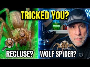 Wolf Spider or Deadly Recluse? The Microscopic Evidence