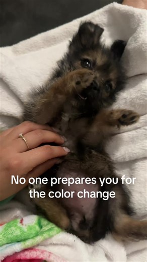 Understanding Color Change in Dogs: My Nala's Journey