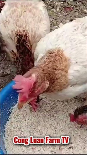 I Feed My Hens This… and They Keep Laying Eggs! #chickenfarming #backyardchickens #raisingchickens