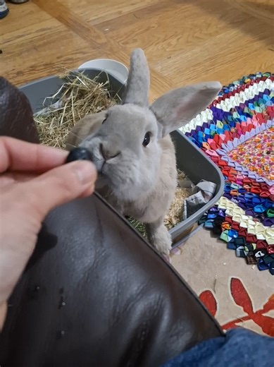 Bunny's Sweet Memory Dread