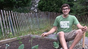 How to grow Okra, everything you need to know! | MIgardener