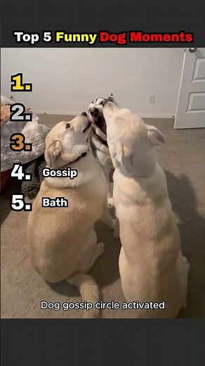 The Most Hilarious Dog Moments You Need To See Right Now🤣🐶 #funny #memes #cutedog