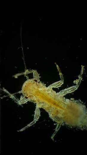 Square-gilled mayfly larvae part 2 #nature #microscopy #science #biology #fly #flyfishing