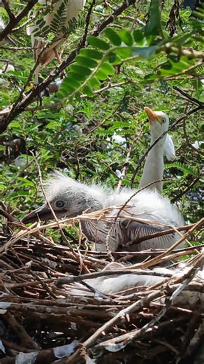 Young bird learning to walk in a nest as mother bird looks on #birds #nest #naturebirds #wildbirds