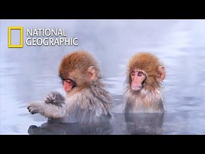 Save Baby Japanese Macaque from the Intruder!｜National Geographic