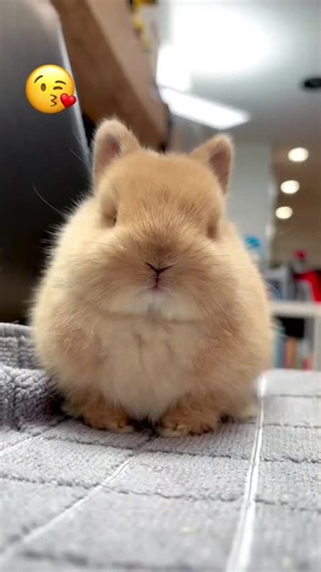 STOP SCROLLING! 🐰⚡ The cutest Netherland Dwarf bunnies are looking for their forever homes. Small in size but HUGE in personality. These little hoppers love attention and make amazing companions. Ready to add a tiny bundle of joy to your family? 💕 Message if you’re interested in adopting. #netherlanddwarfbunny #bunnylove #rabbittok #fluffyfriends #pettok