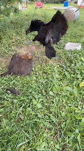 26K views · 5.7K reactions | Conflict resolution at its finest  #gamefowlbreeder #gamefowlbreeders #breeding #gamefarm #mugwomp #gallos #gamefowlnation #backyardbreeders #americangamefowl #chicken | Game2TheEnd | Facebook