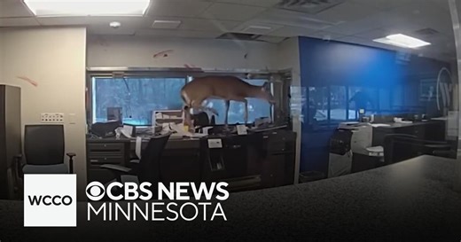 Buck crashes through bank window, leaving branch in major mess