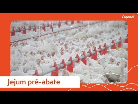 Avicultura: passo a passo para um correto manejo no jejum pré-abate