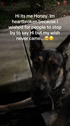 Heartbroken Dog Honey Seeks Love and Attention