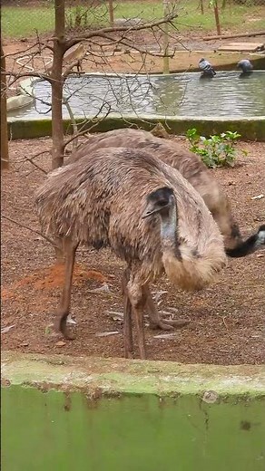 The Emu's Secret: How They Thrive Without Flight