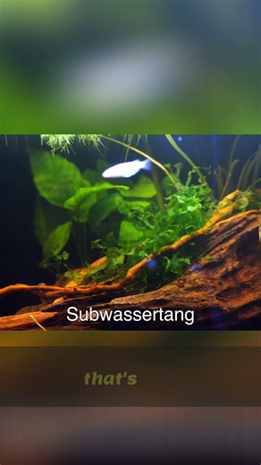 Subwassertang: Great Plant, But Think Twice!
