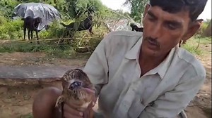 Rare 'cyclops' goat stuns villagers in India