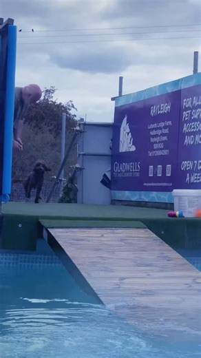 Canine Dip And Dive Maldon -Essex on Instagram: "Cockapoo Otis had a great swim 🐾💕💦🇬🇧"