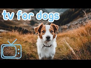 Virtual Dog TV | Hiking Reality Videos TV for Bored Dogs!