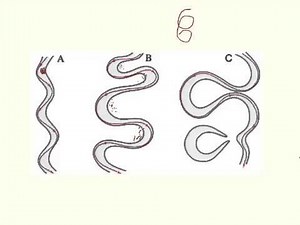 AS level geography- meanders