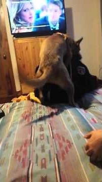 Dog humped natalie