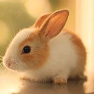 rikolo - Twitch