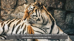 10 Key Discoveries in Tiger DNA Research