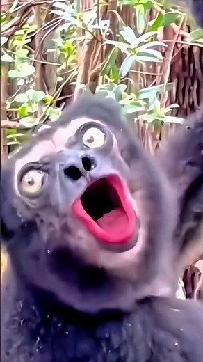 Monkeys Screaming in the Jungle | Nature’s Wild Roars