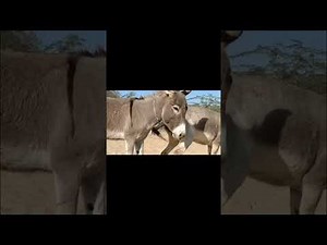 Accouplement d'ânes🐎🐎🐎🐎