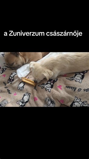 1K views · 36 reactions | #balance #dog #chiuahua #truecrime | Balance Családi Kutyapanzió | Facebook