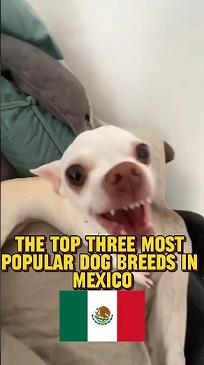 The Top 3 MOST POPULAR Dog Breeds In Mexico 🇲🇽￼