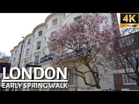 LONDON WALKING TOUR | First Signs Of Spring In Central London Walk With Magnolias 🌷[4K]