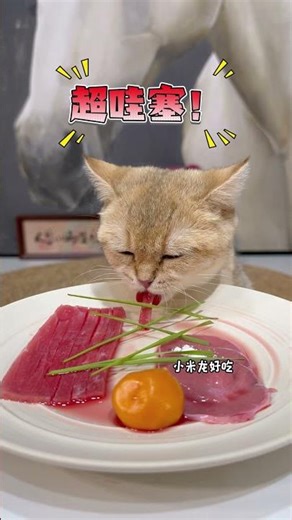 Home with cute kitten # my silly cat at home # stray cat # cute explode # come see my little cutie